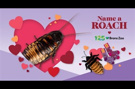 Forget Flowers — Celebrate Valentine's Day with ‘Name-a-Roach’ from the Bronx Zoo